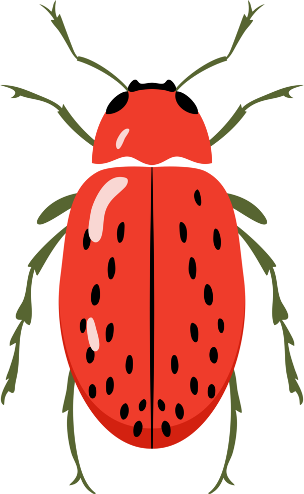 A bug with colorful color and beautiful pattern on its back wing. flat cartoon style. png