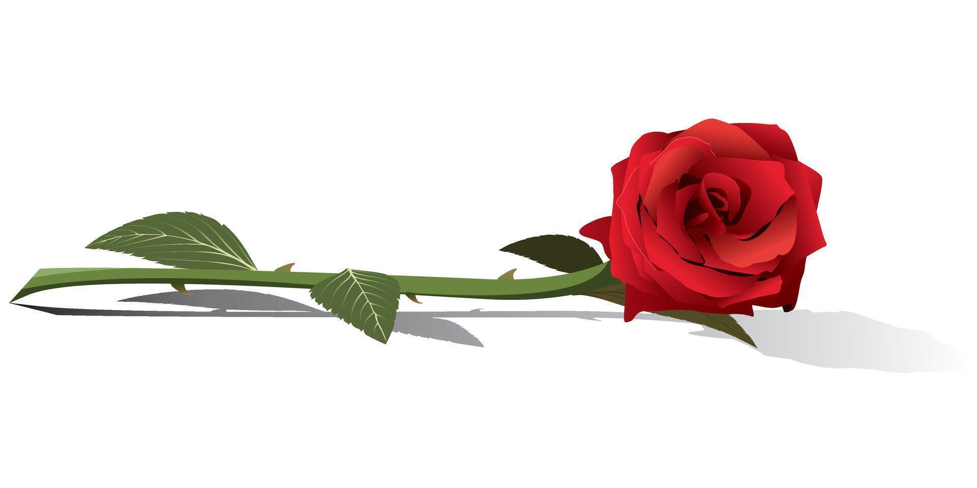 Bouquet of red rose flower isolated on white background minimalist graphic illustration. vector