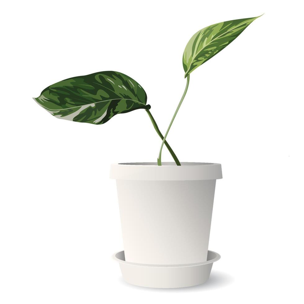 Golden pothos or devil's ivy in white pot isolated graphic illustrated. Epipremnum aureum in a pot. vector