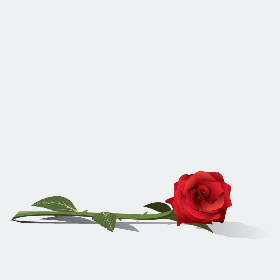 Bouquet of red rose flower isolated on light gray background minimalist graphic illustration have blank space. vector
