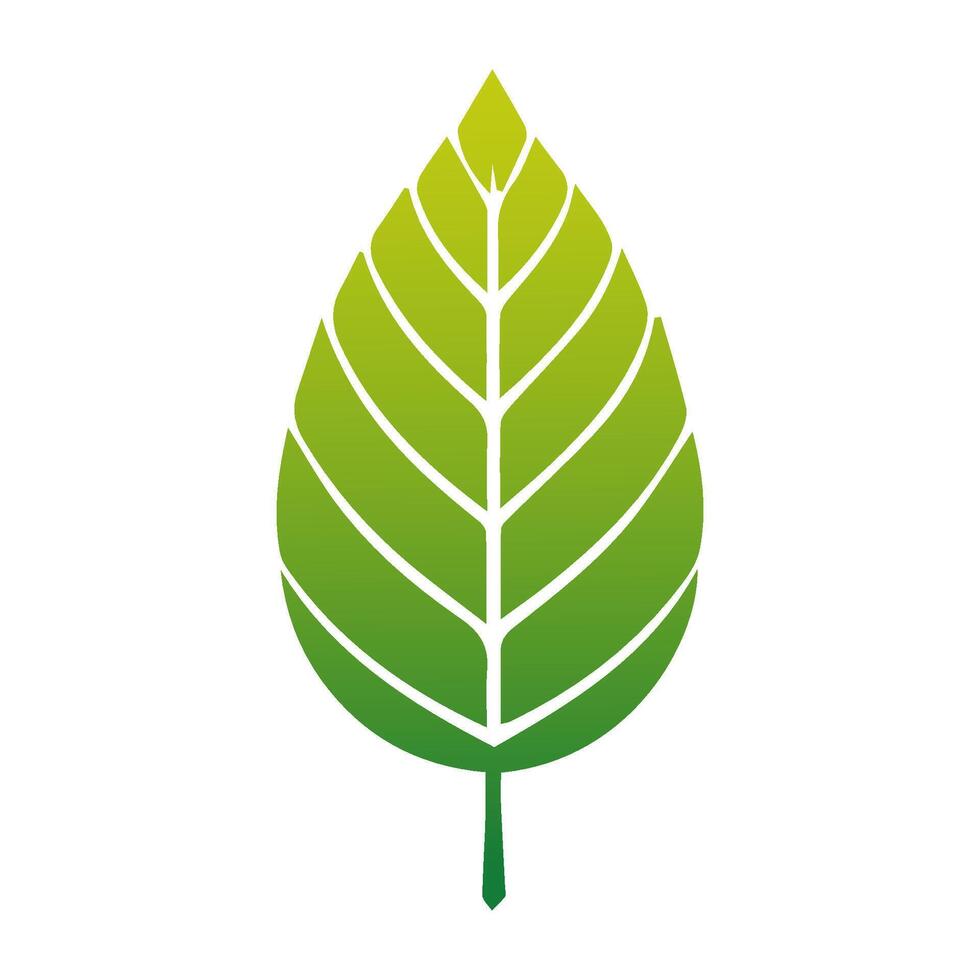 Green Tropical leaves isolated on white background. vector