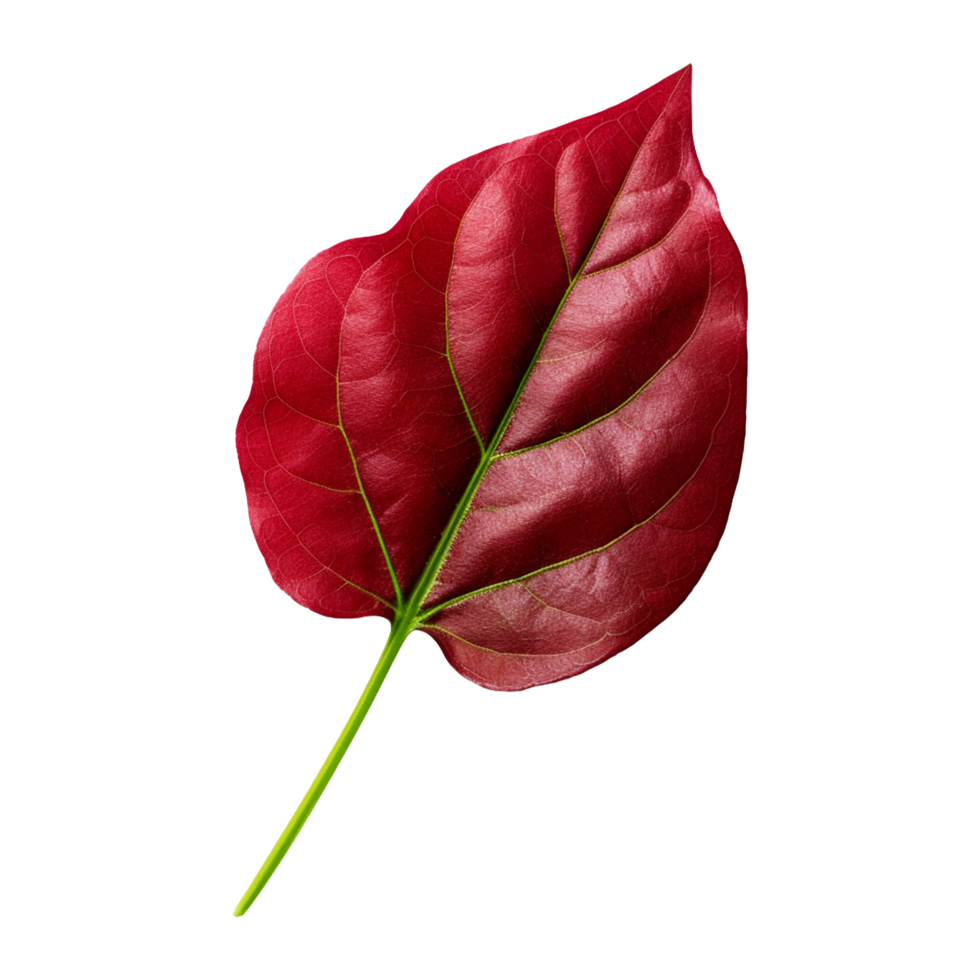 Red sorrel leaves isolated on transparent background png
