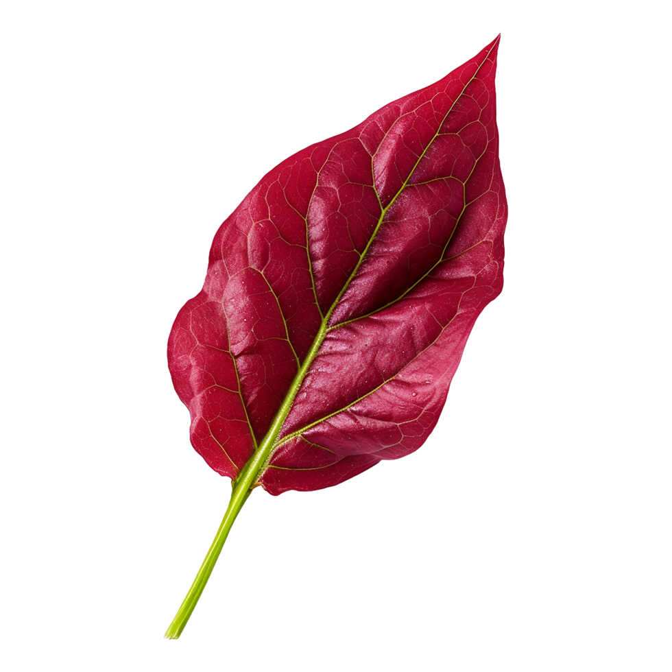 Red sorrel leaves isolated on transparent background png