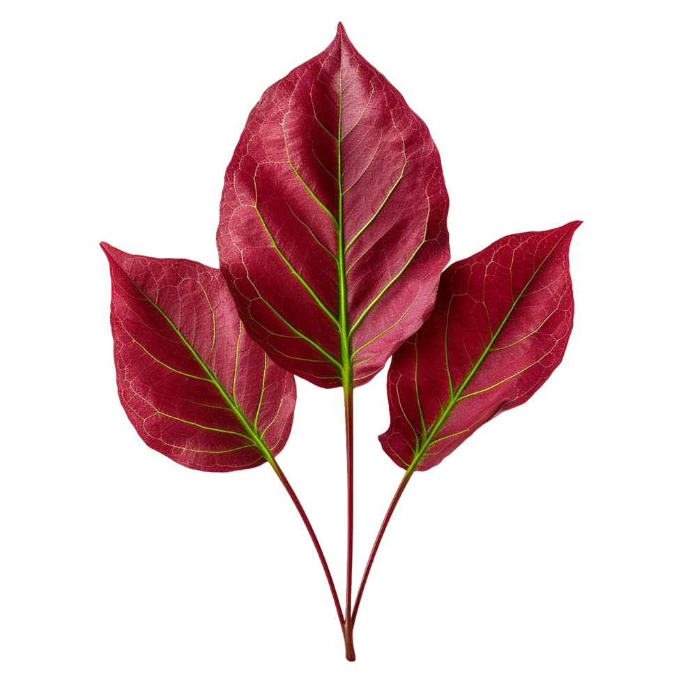 Red sorrel leaves isolated on transparent background png
