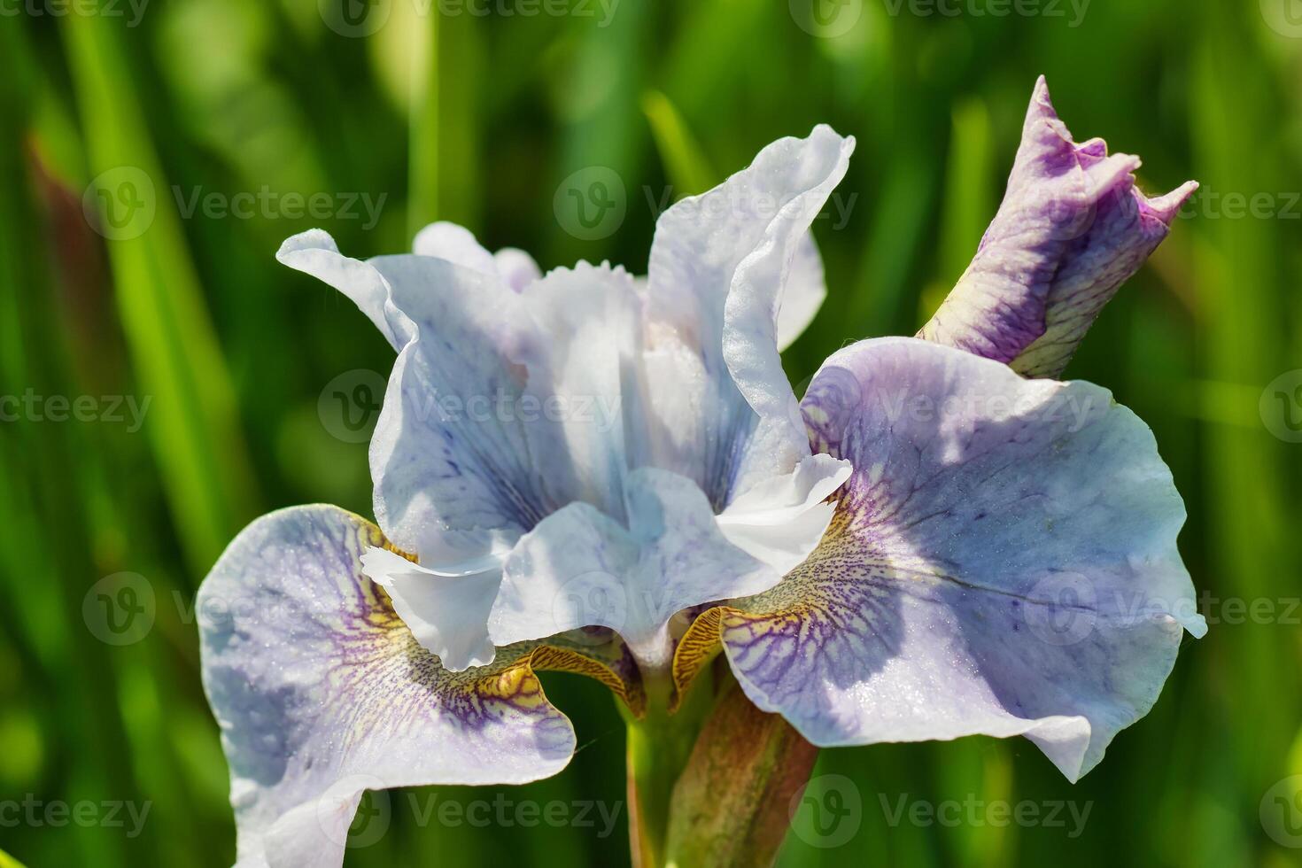 Blooming Light Purple Iris Flower photo