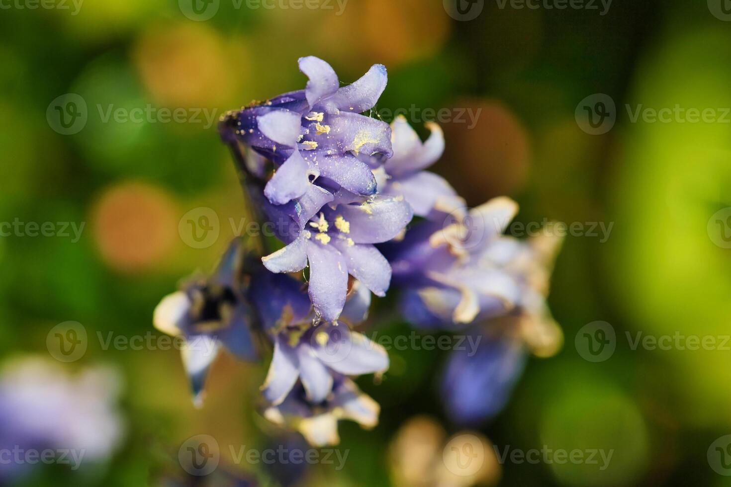 Close-up of Purple Flowers photo
