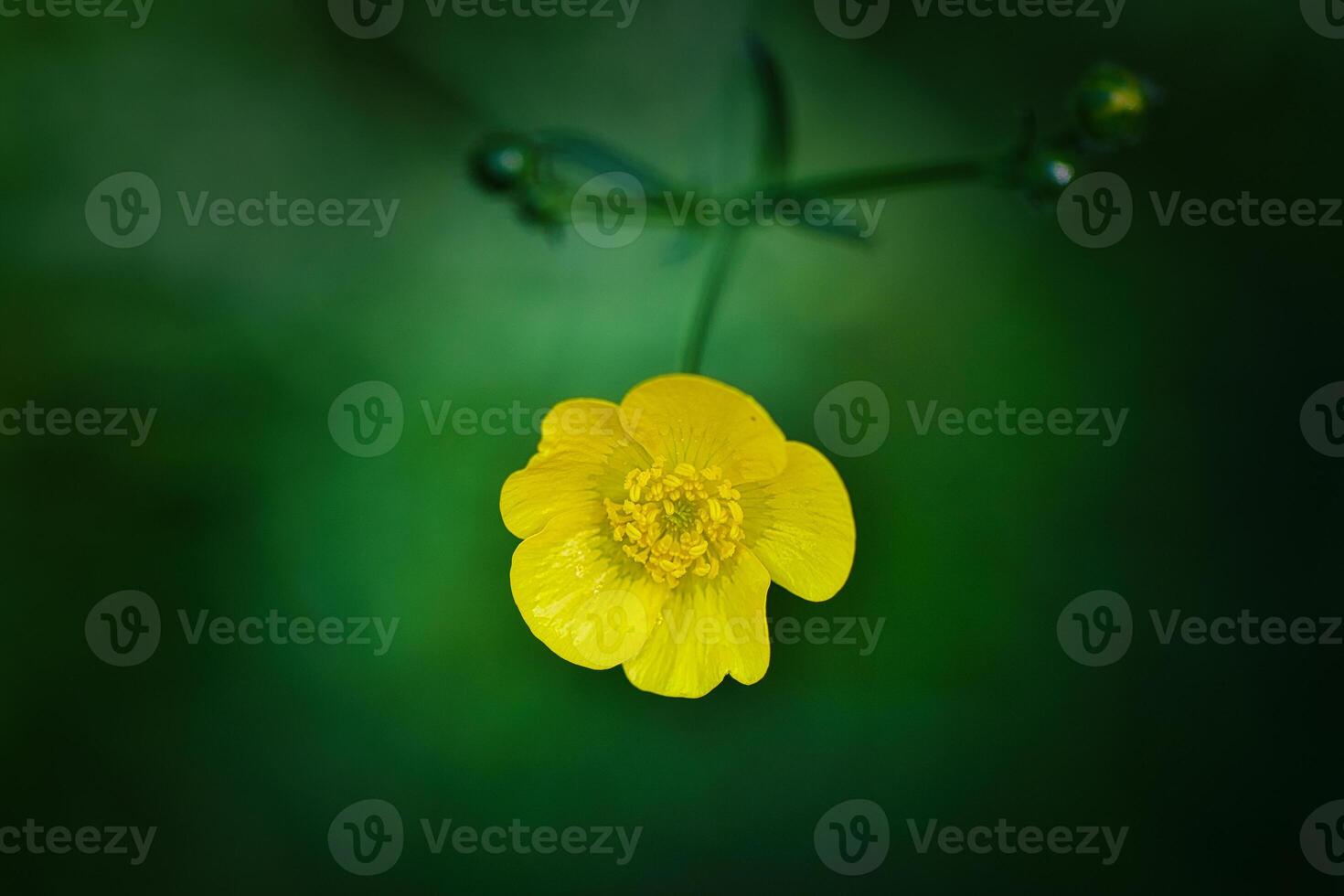 Yellow Buttercup Flower Close-Up photo