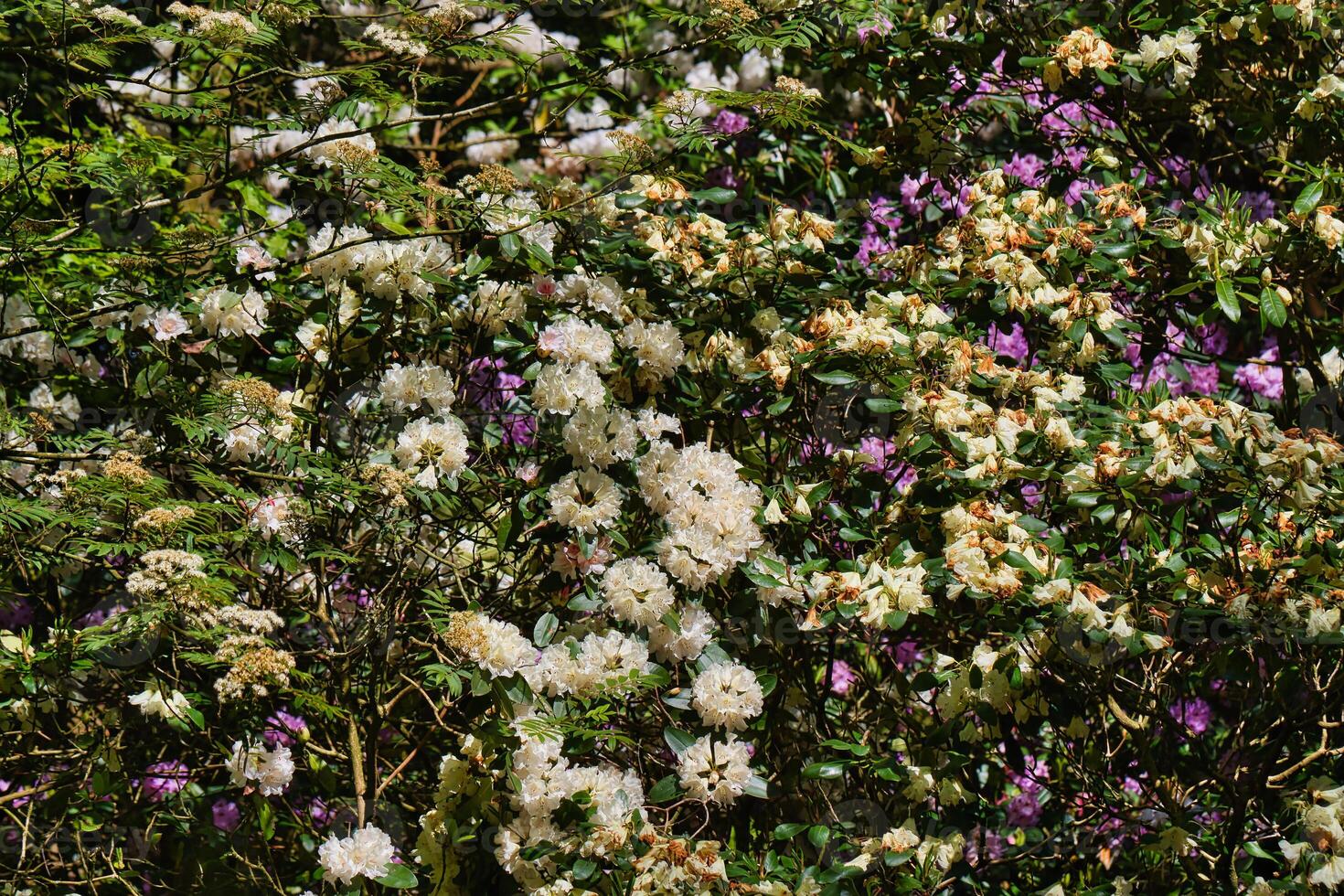 Blooming white and purple rhododendrons in a garden photo