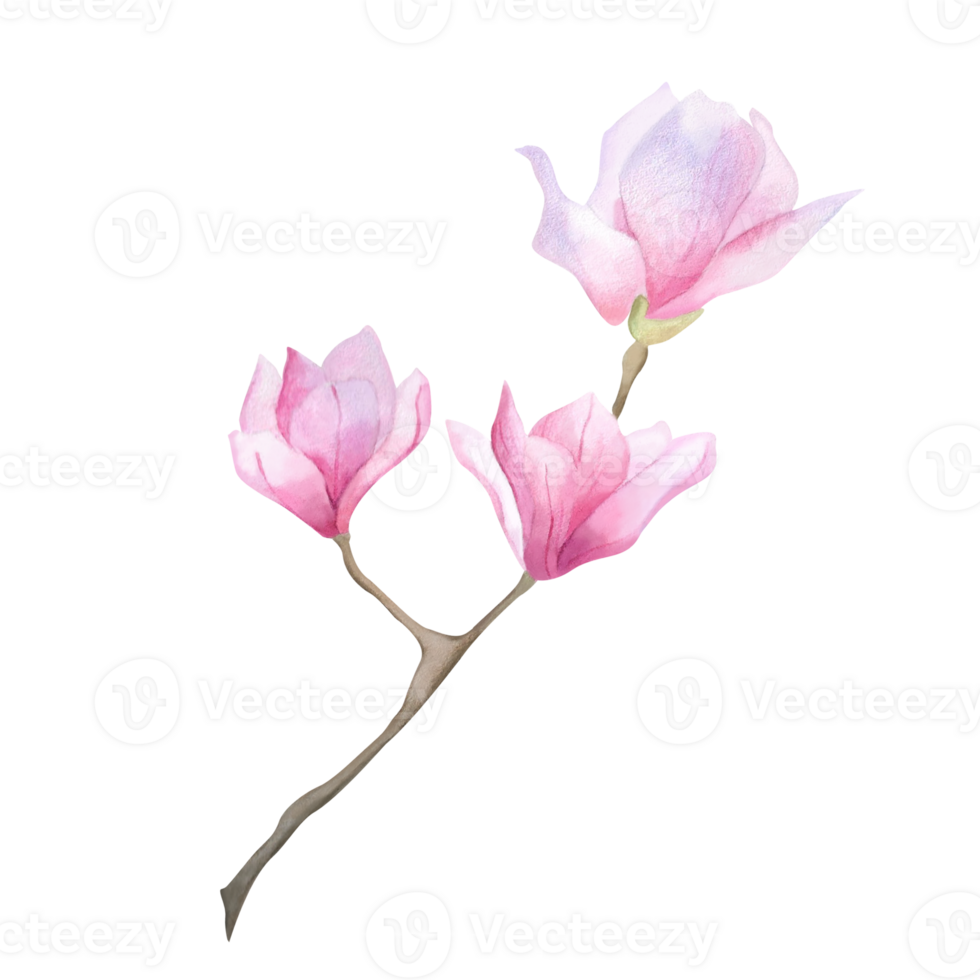 Watercolor blooming pink magnolia buds branch Spring flower for design sticker poster postcard Women's day 2025 Mother's day birthday wallpaper wrapping decoration logo print Floral clipart Botanical png