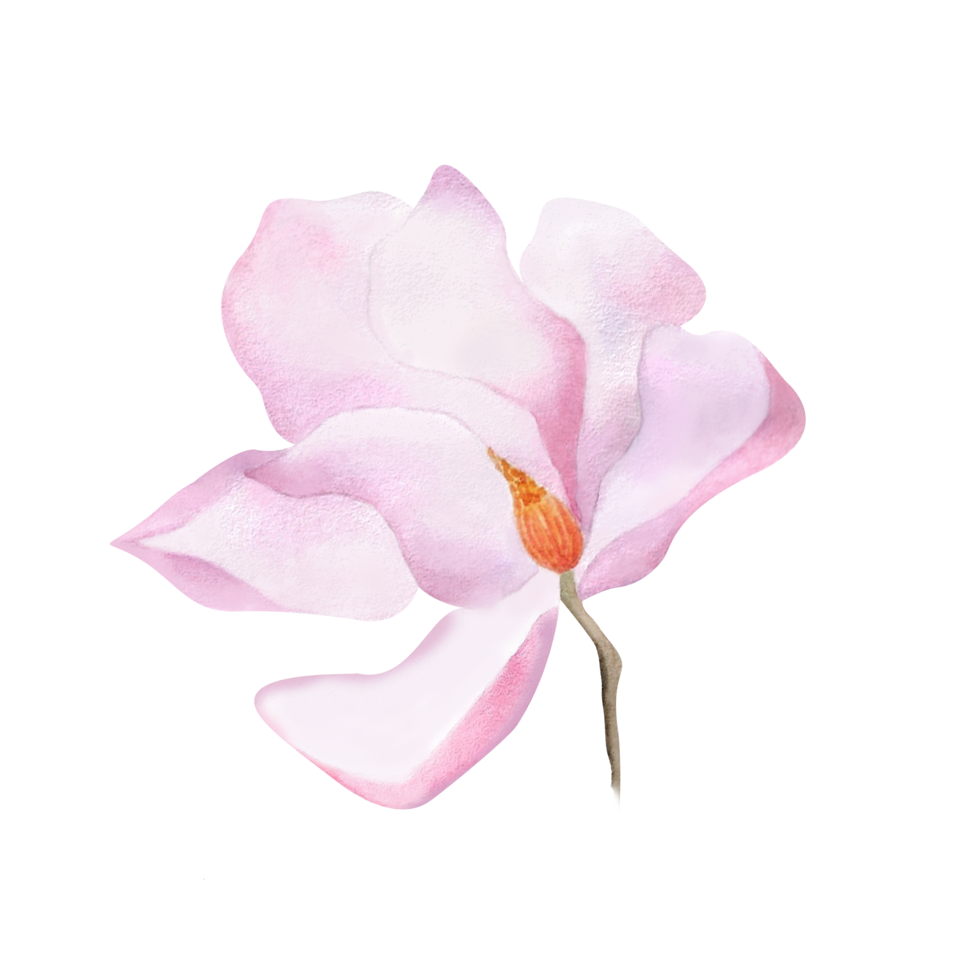 Watercolor delicate pink blooming magnolia bud Spring flower for design 