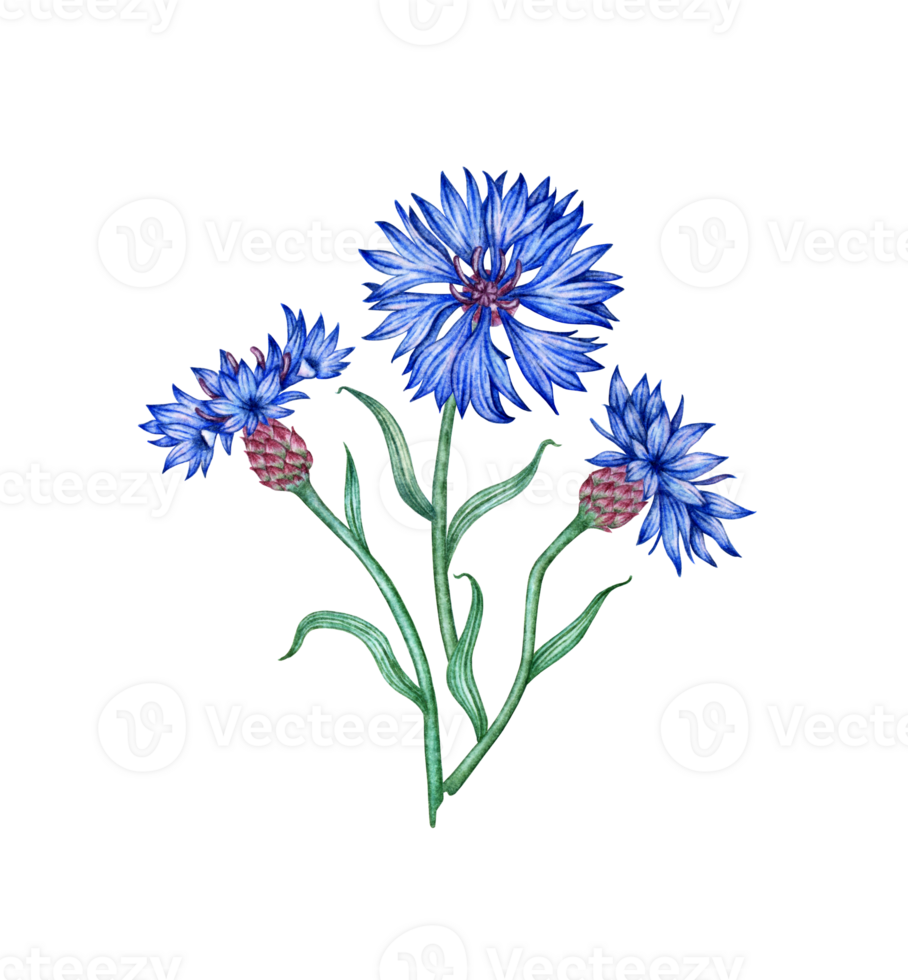 Cornflowers three blue flowers bouquet watercolor illustration. Botanical composition element isolated from background. Suitable for cosmetics, aromatherapy, medicine, treatment, care, design, png
