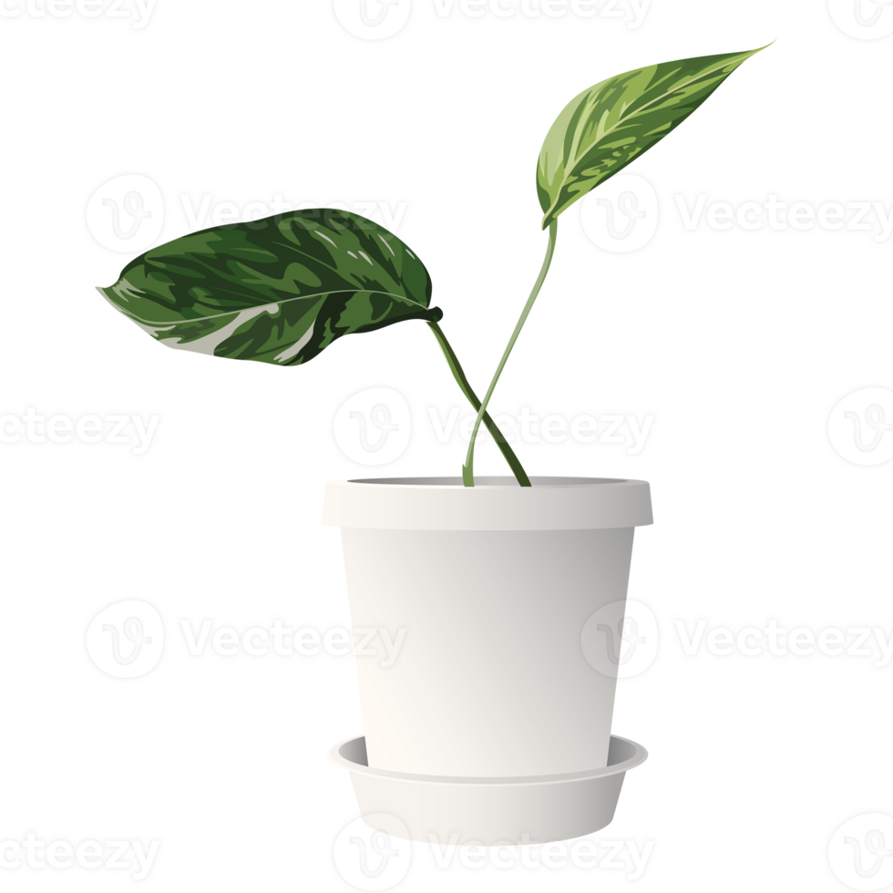 Golden pothos or devil's ivy in white pot isolated graphic illustrated. Epipremnum aureum in a pot. png