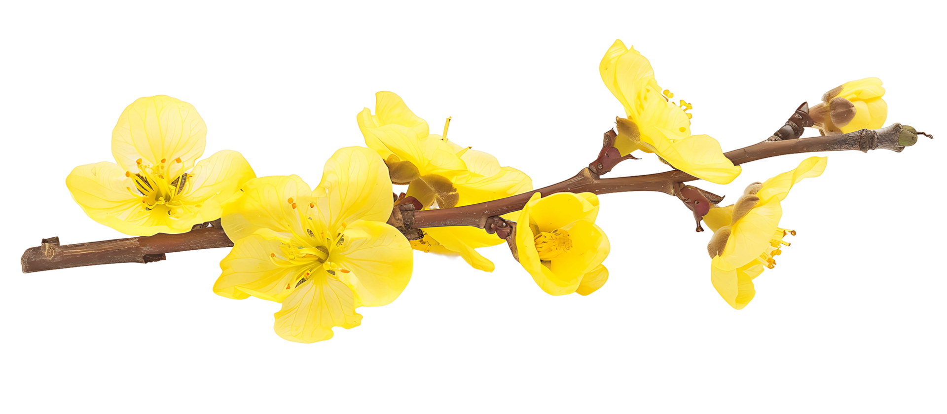 Isolated Yellow Twig Flowers on Clear Background png