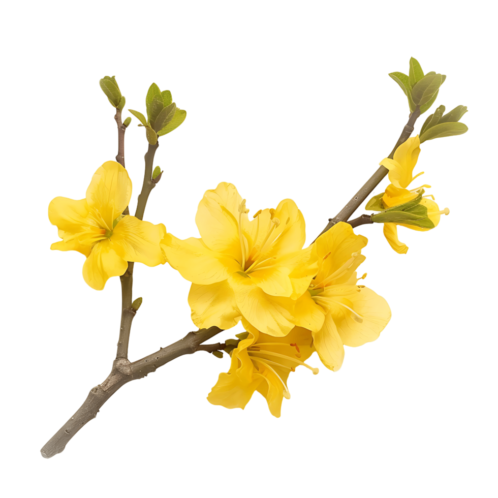 Isolated Yellow Twig Flowers on Transparent Backdrop png