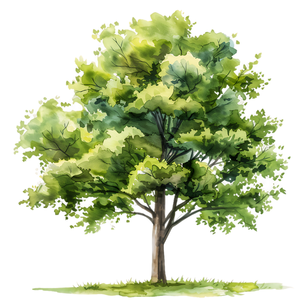 Isolated Tree Painting with Transparent Background png