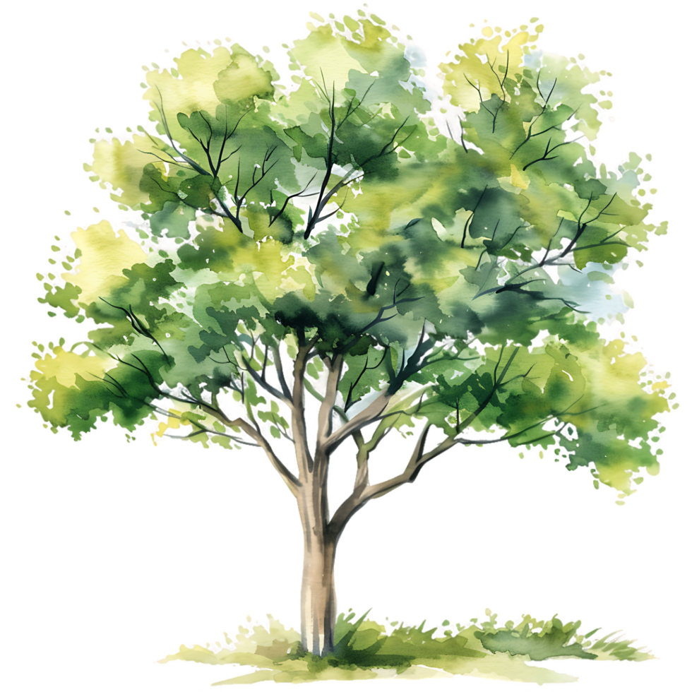 Transparent Background Isolated Watercolor Tree png