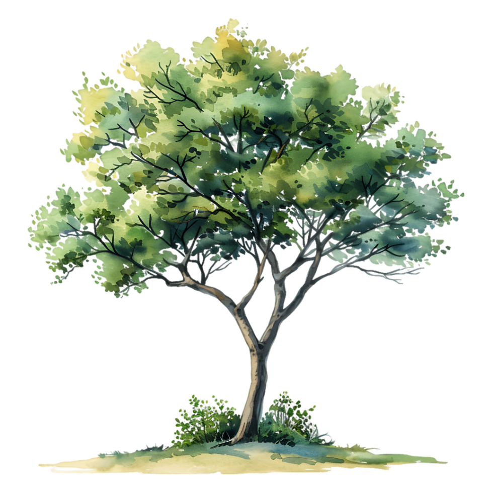 Transparent Background Cutout of Watercolor Tree png