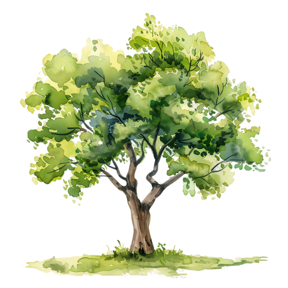 Isolated Watercolor Tree on Clear Background png