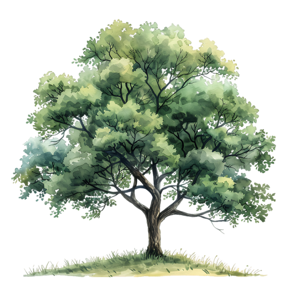 Isolated Watercolor Tree Transparent Background png