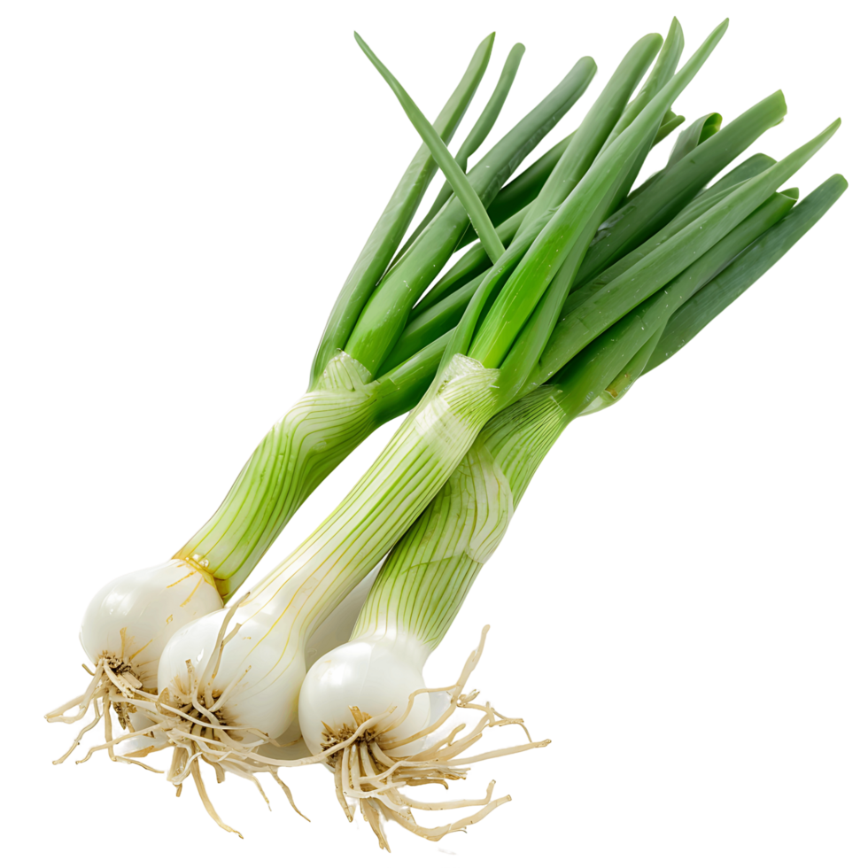 Fresh Green Onion Cutout Transparent Background png