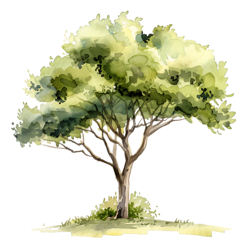 Watercolor Tree Isolated Transparent Cutout png