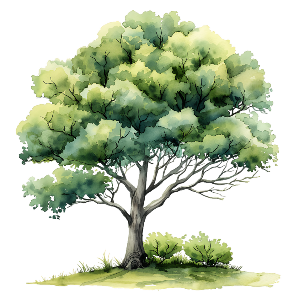 Clear Background Watercolor Tree Cutout png