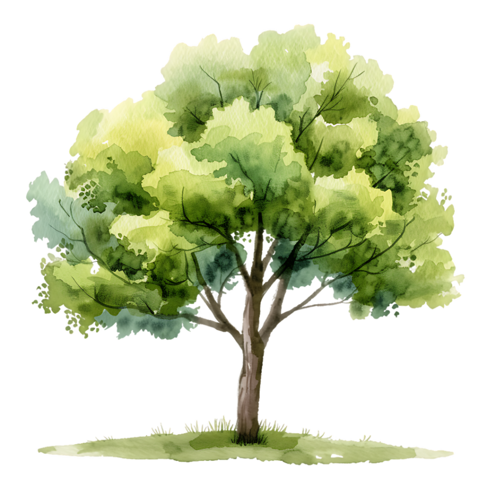 Transparent Cutout of Tree Watercolor Painting png