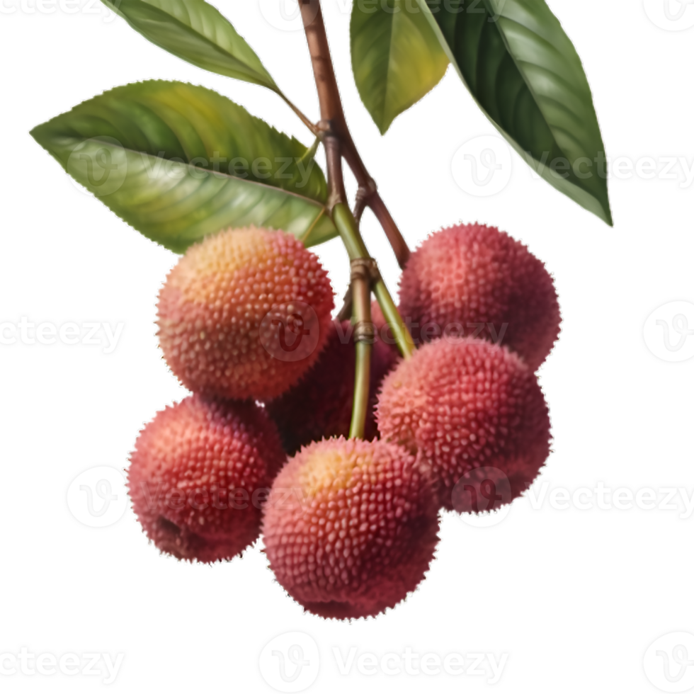 A beautiful image of watercolor lychee png