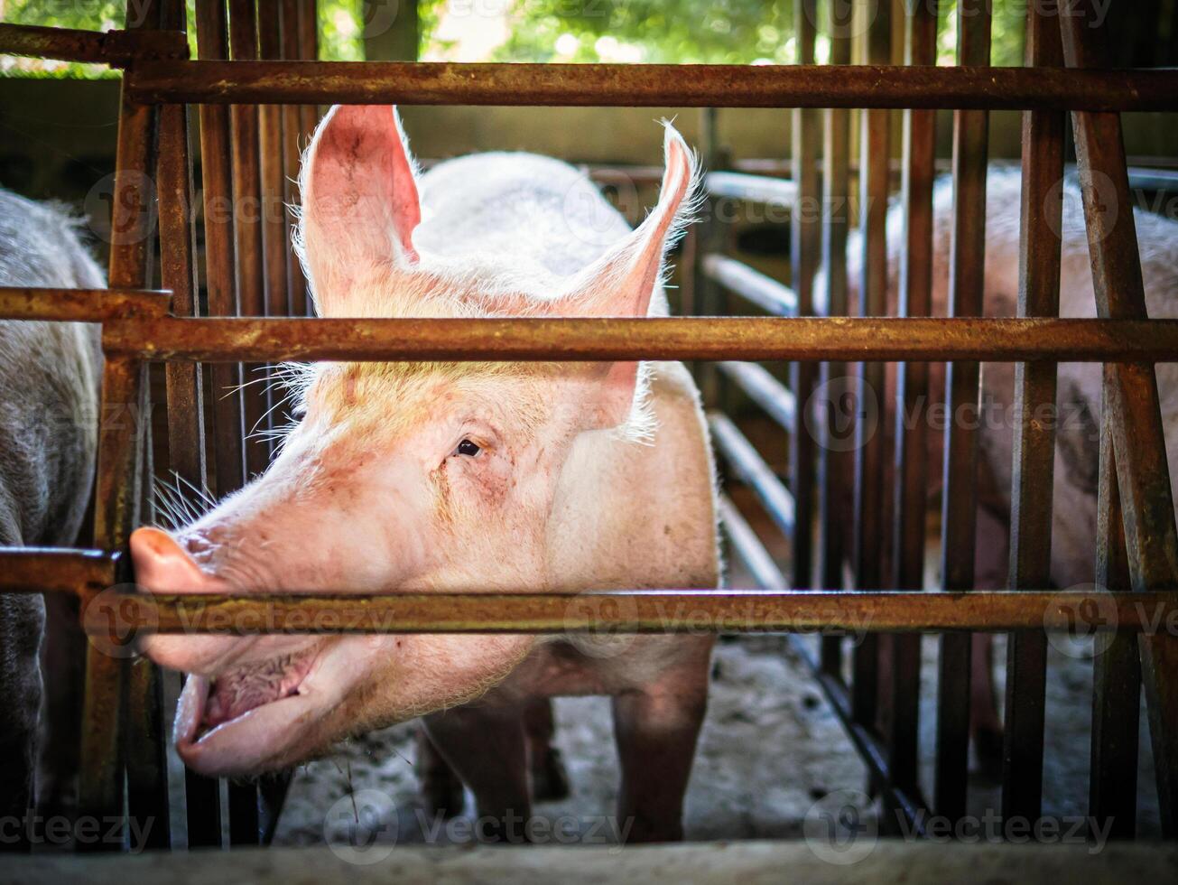 Portrait of cute breeder pig with dirty snout, Close-up of Pig's snout.Big pig on a farm in a pigsty, young big domestic pig at animal farm indoors photo