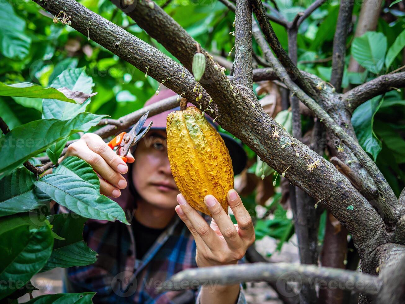 Close-up hands of a cocoa farmer use pruning shears to cut the cocoa pods or fruit ripe yellow cacao from the cacao tree. Harvest the agricultural cocoa business produces. photo