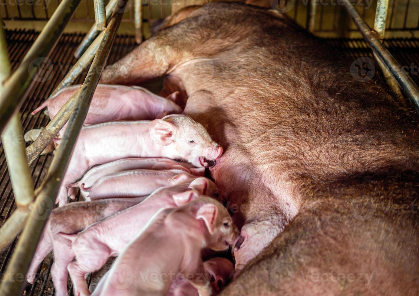 A week-old newborn piglet is suckling from its mother in pig farm,Close-up of Small masses piglet drinking milk from breast in the farm photo