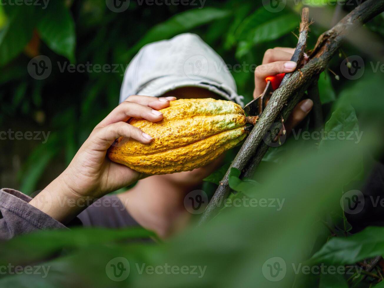 Close-up hands of a cocoa farmer use pruning shears to cut the cocoa pods or fruit ripe yellow cacao from the cacao tree. Harvest the agricultural cocoa business produces. photo