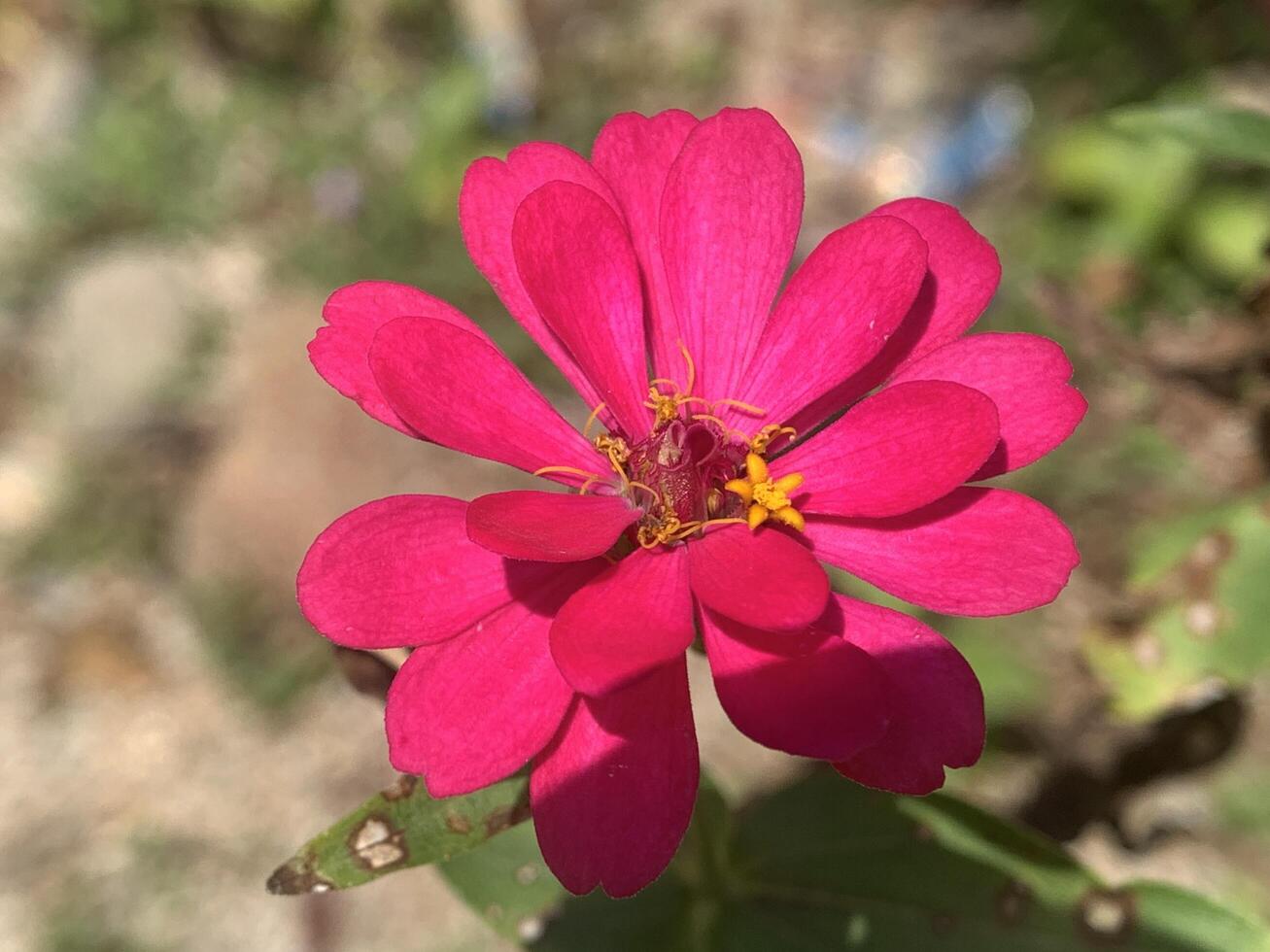 pink flowers with yellow centers in the middle of the field photo