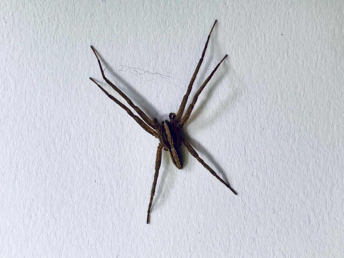 a spider on a white background photo