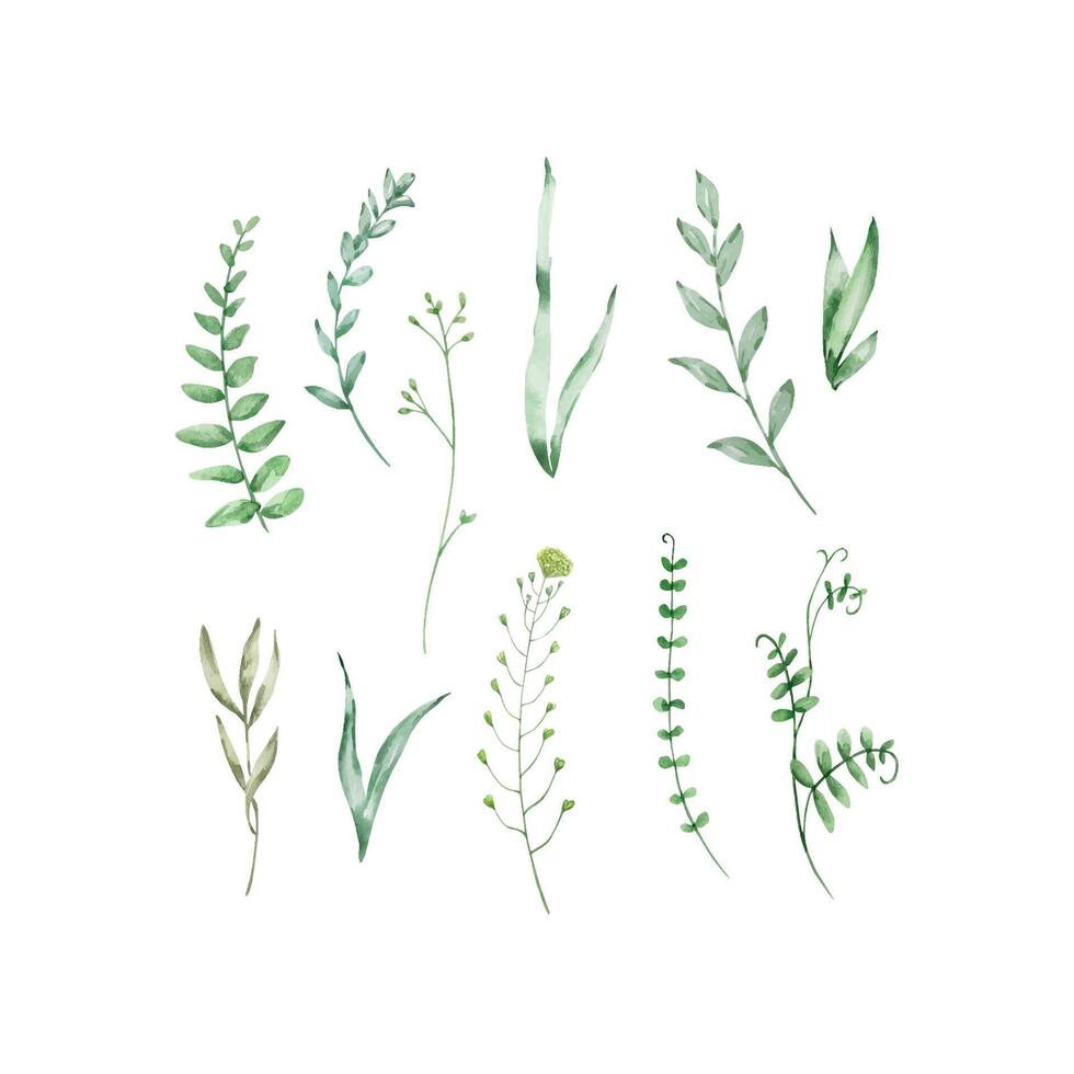 Watercolor wildflowers, delicate botanical illustration vector