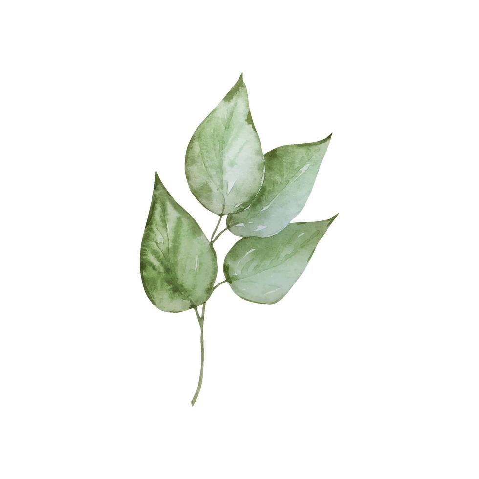 Branch with green leaves watercolor vector