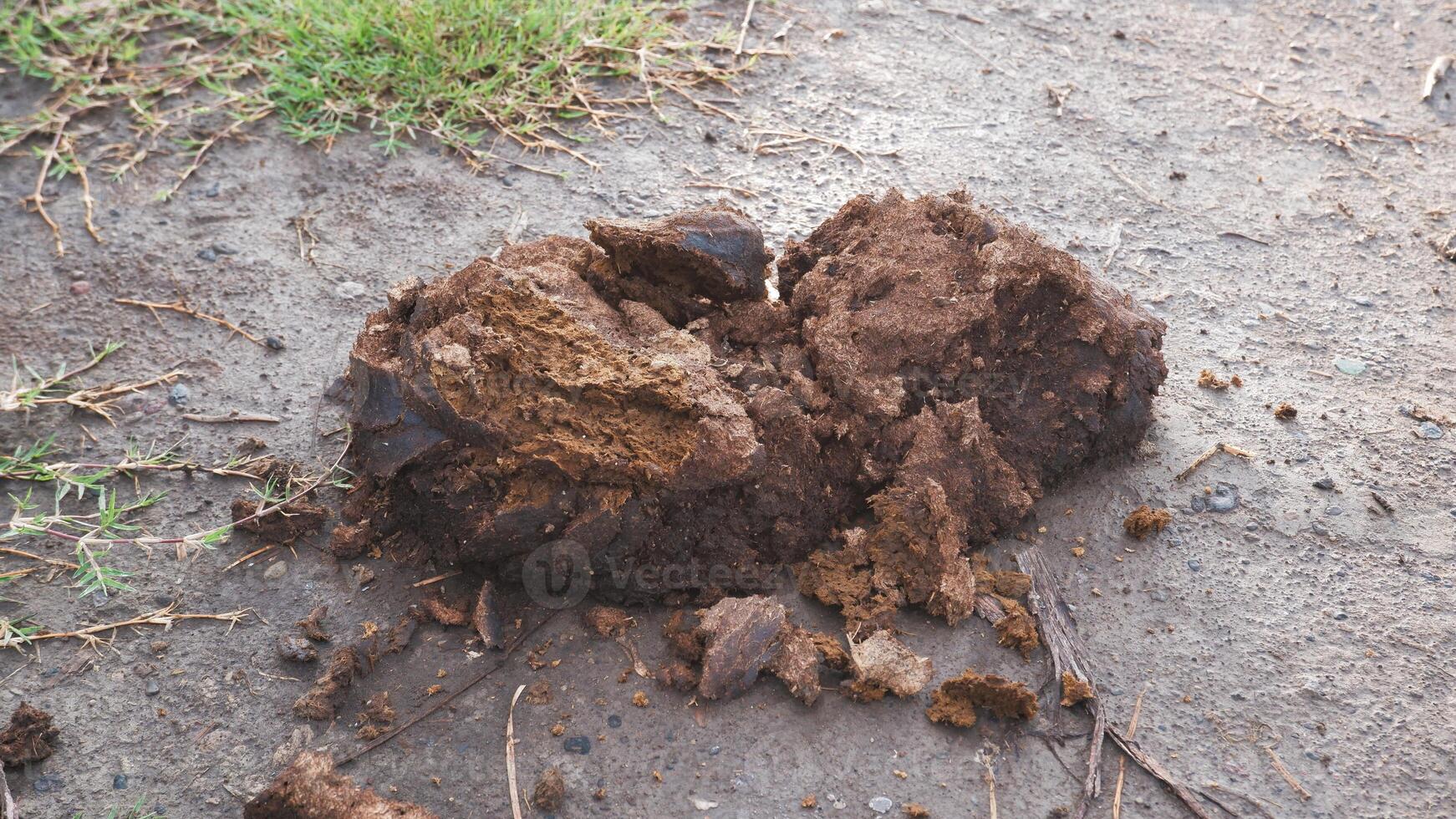 Dried buffalo dung or manure photo