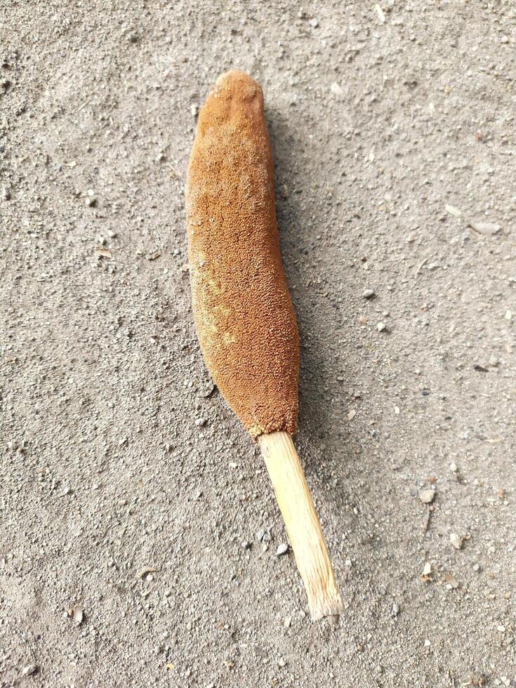 young breadfruit that falls on the ground photo