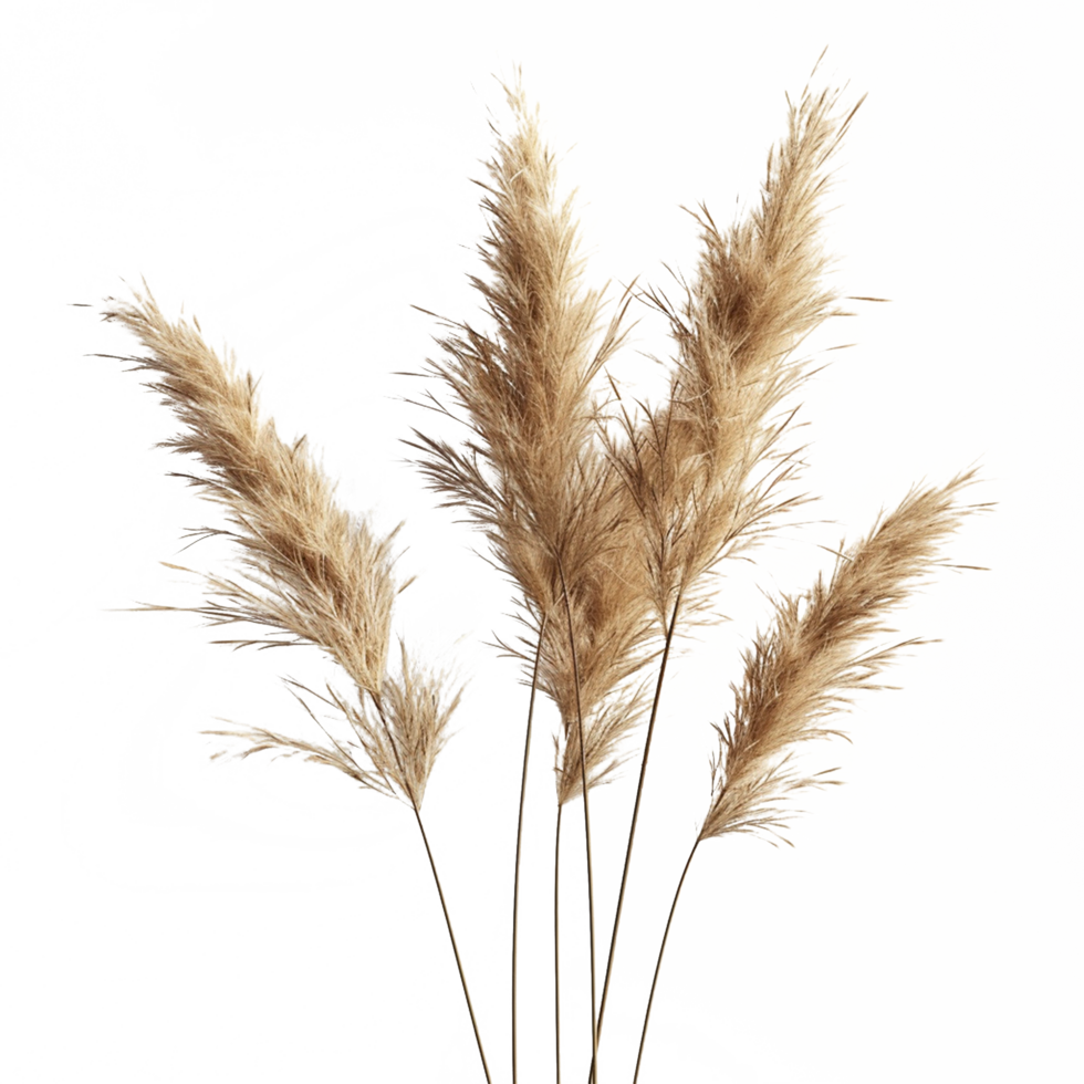 a green plant grass isolated on transparent background png