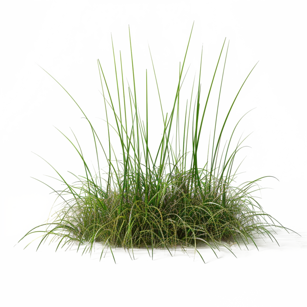 a green plant grass isolated on transparent background png