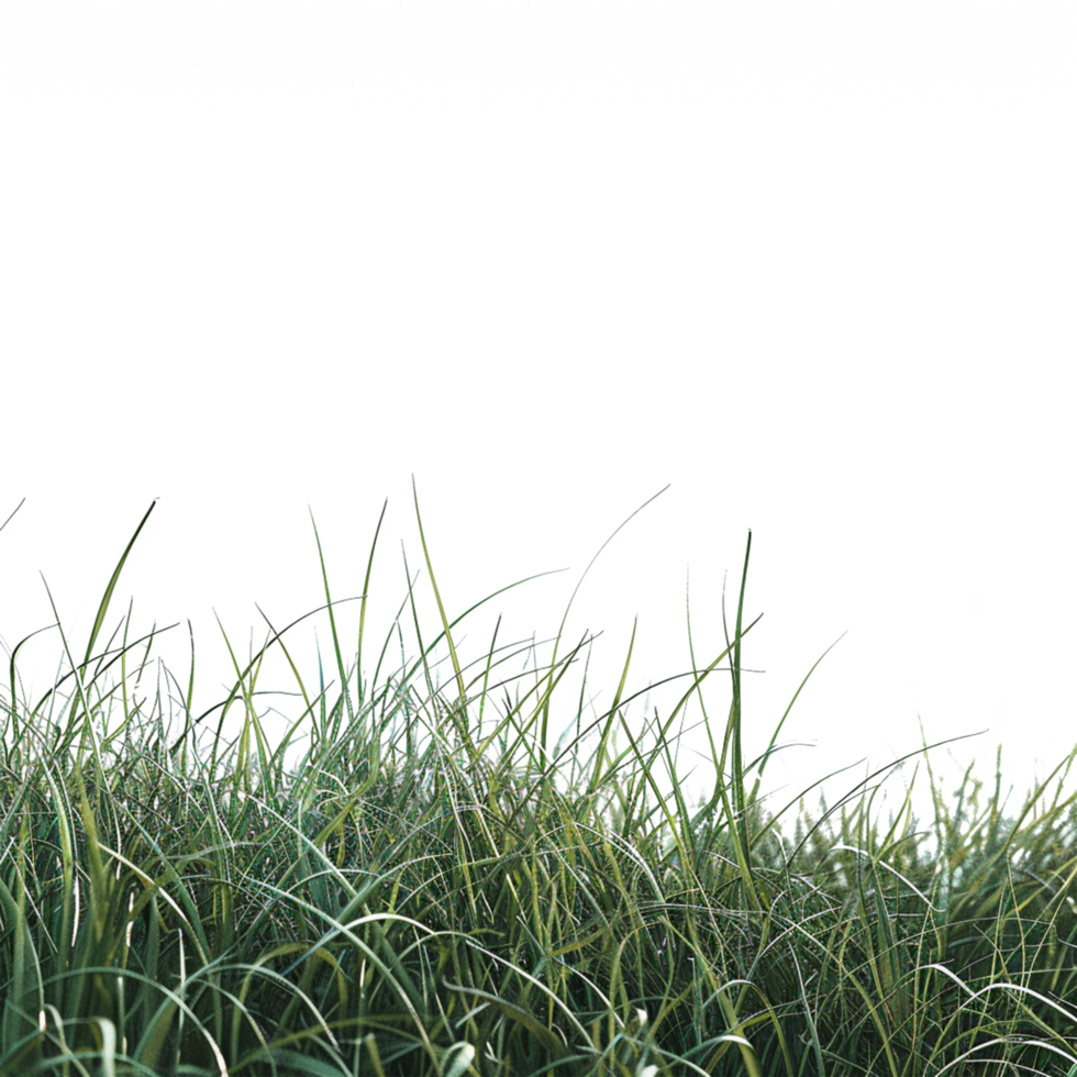 a green plant grass isolated on transparent background png
