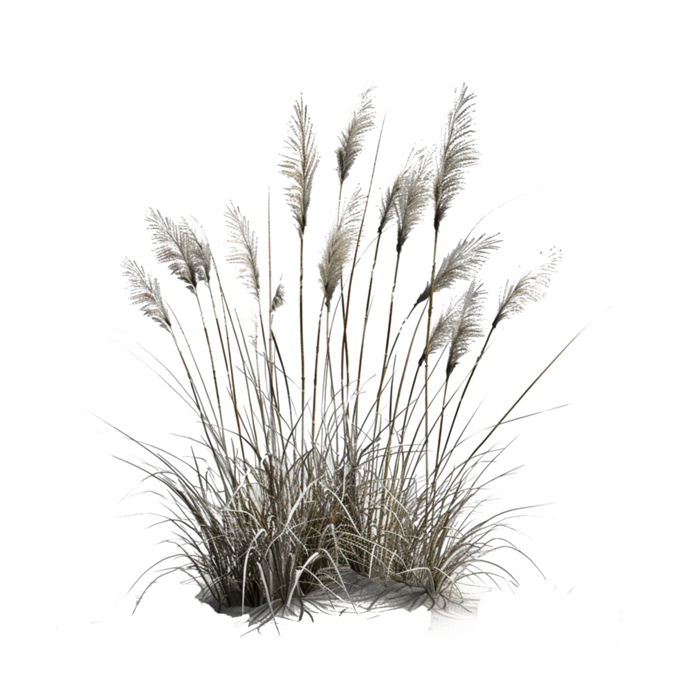 a green plant grass isolated on transparent background png