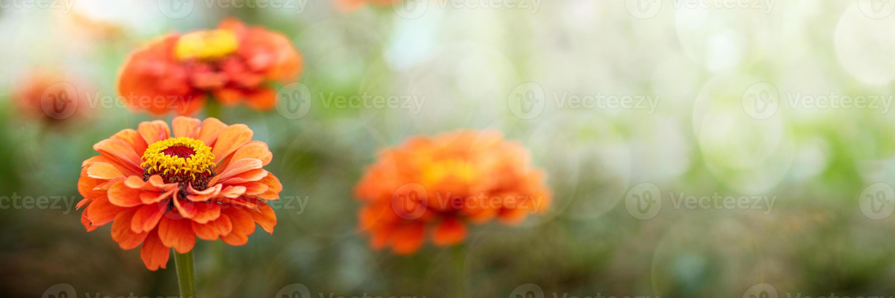 Vivid orange Zinnia flowers with delicate petals on blurred green background with sun glare. Banner photo