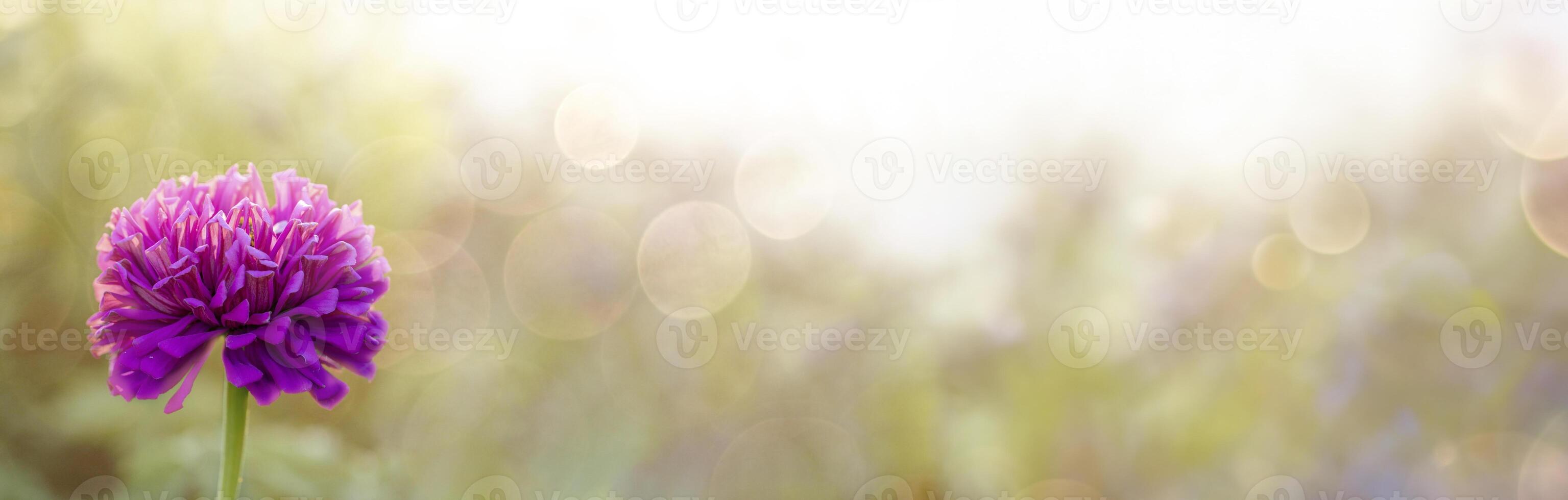 Close up of magenta flower with green stem on blurred background with sun glare. Banner. Copy space. photo