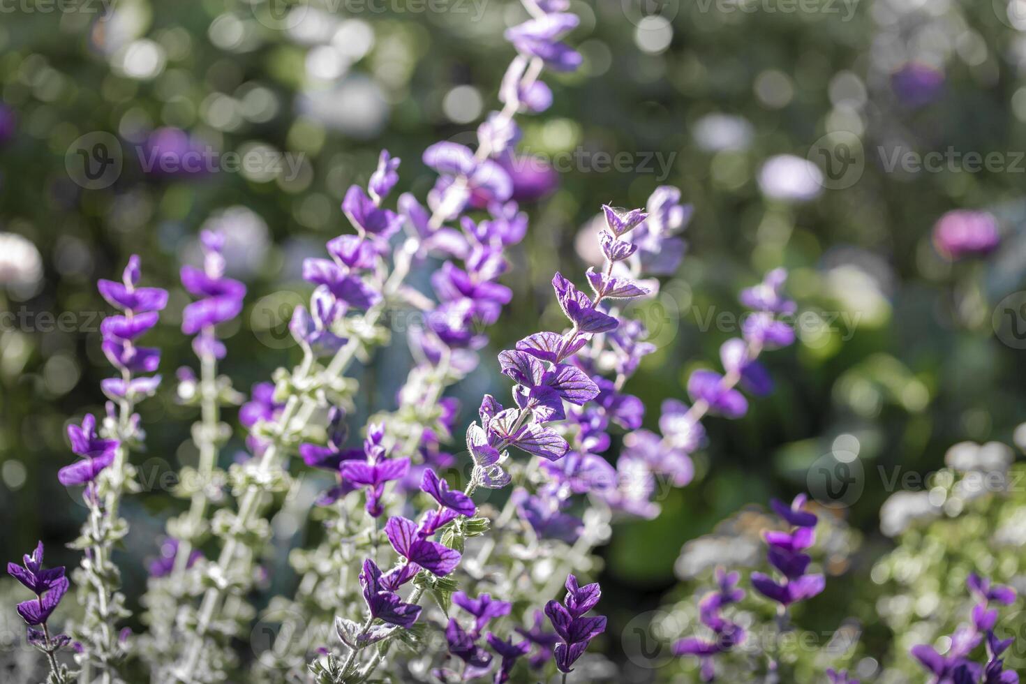 Unusual purple tall flowers petals along stem on blurred greenery background with sun glare. photo