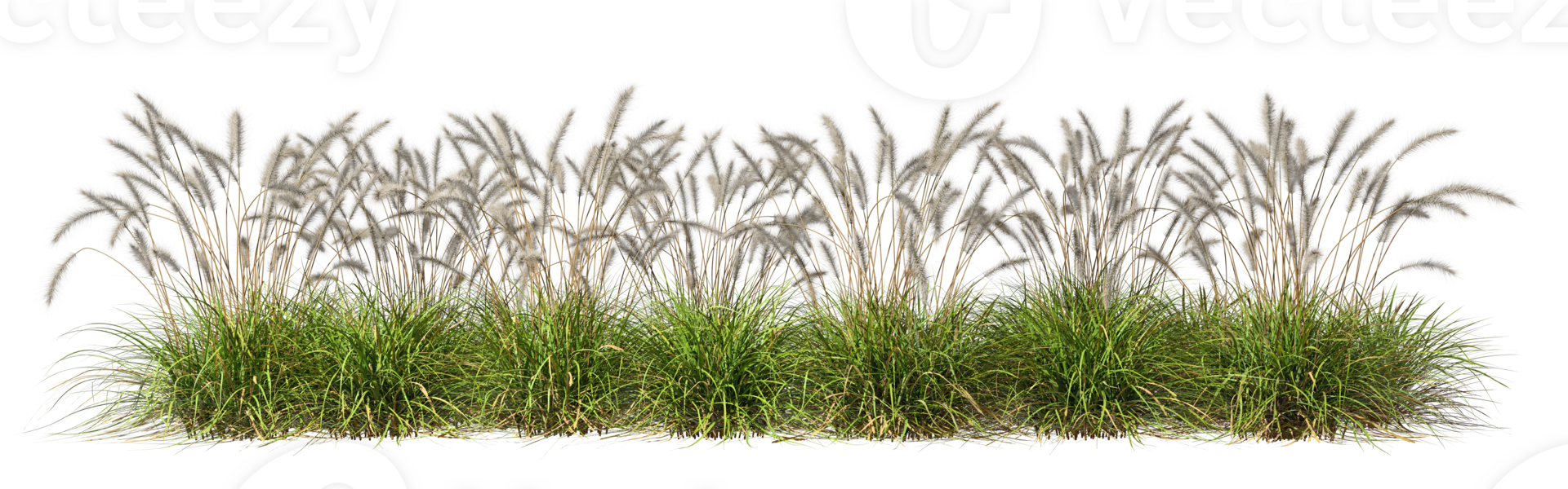 Savanna grass row meadow flora flow cutout backgrounds 3d illustration file png