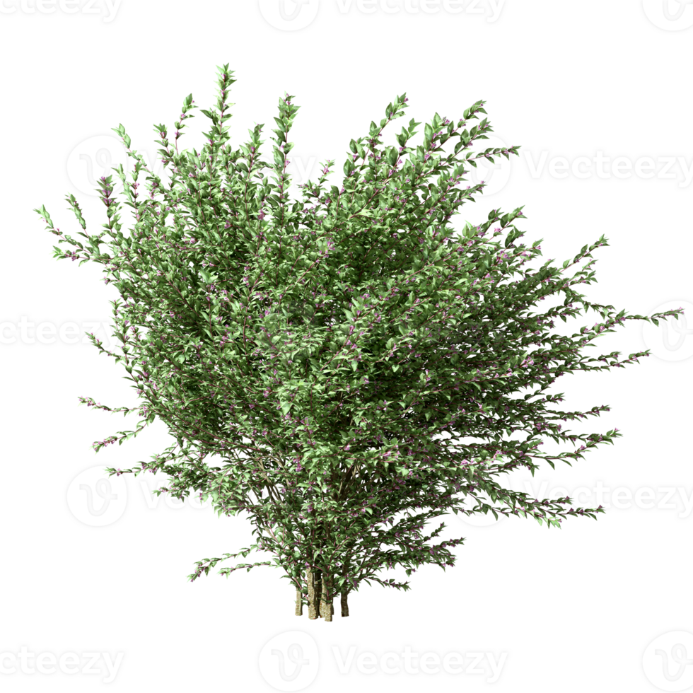 Cut out shrubs tree shape on transparent backgrounds 3d rendering png