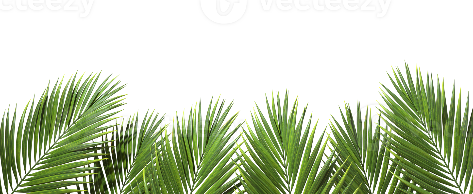 Palm trees branch foliage summertime foreground cut out backgrounds 3d realistic renderin png