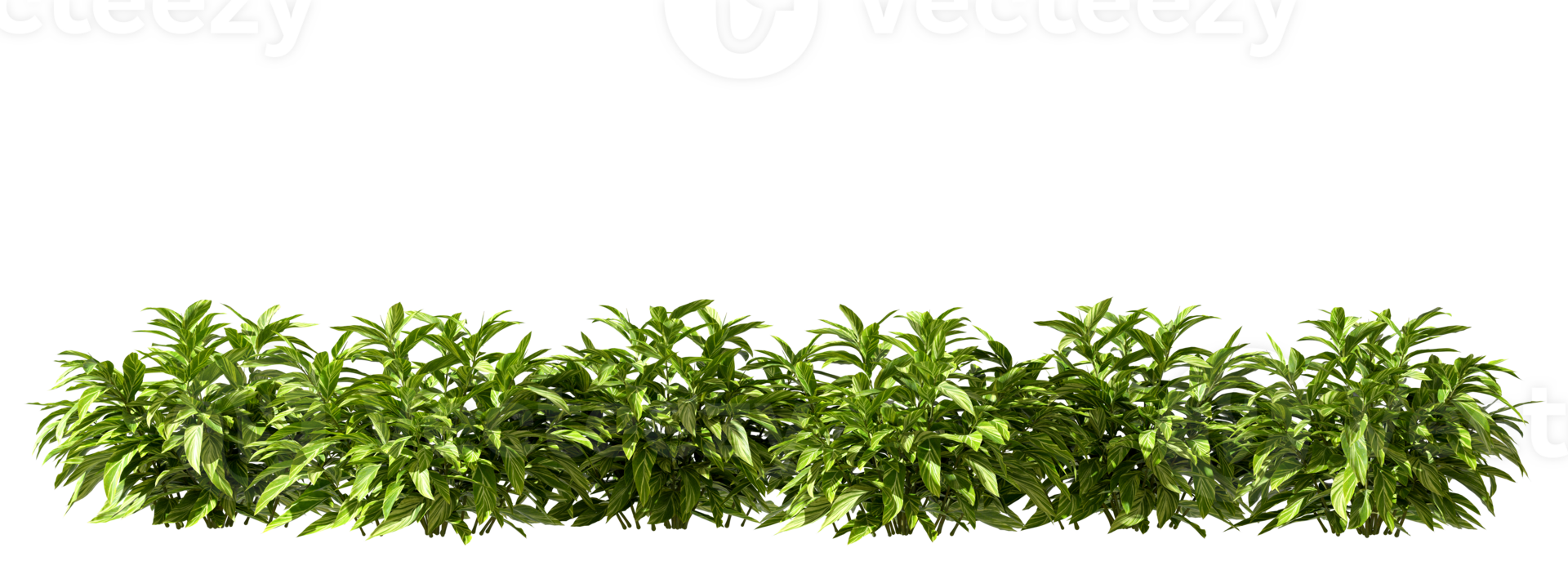 Greenery tropics shrubs row cutout 3d render file png