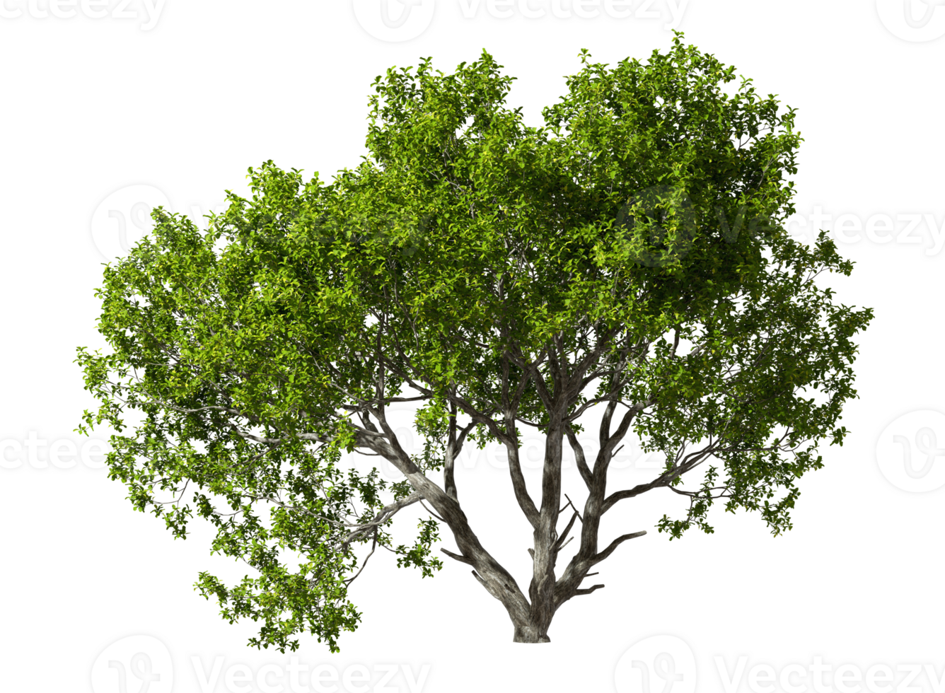 Single trees free shapes abstract cutout on transparent backgrounds 3d rendering png